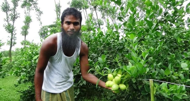 লেবু