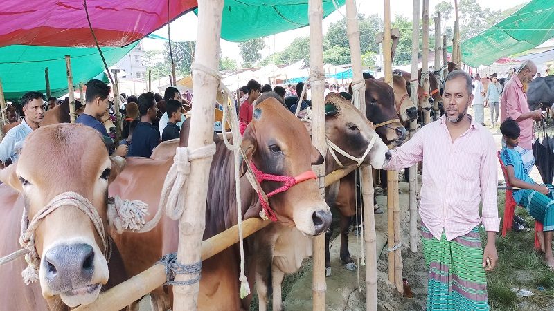 মতলব উত্তরে জমে উঠেছে কোরবানির পশুর হাট