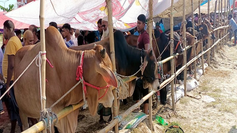 জমে উঠেছে মোহনপুর কোরবানির পশুর হাট