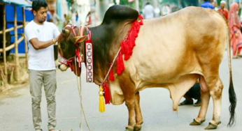 ঈদের দ্বিতীয় দিনেও চলছে পশু কোরবানি