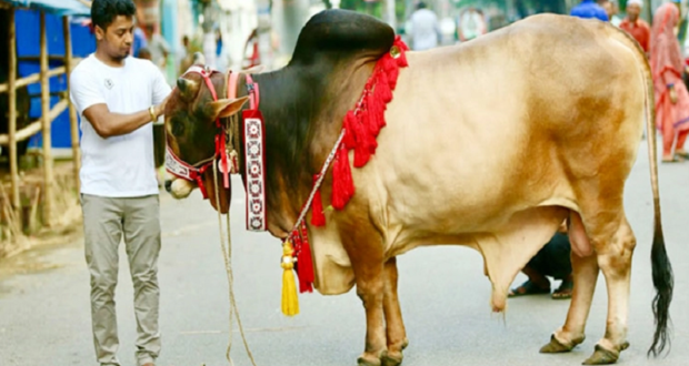 কোরবানি