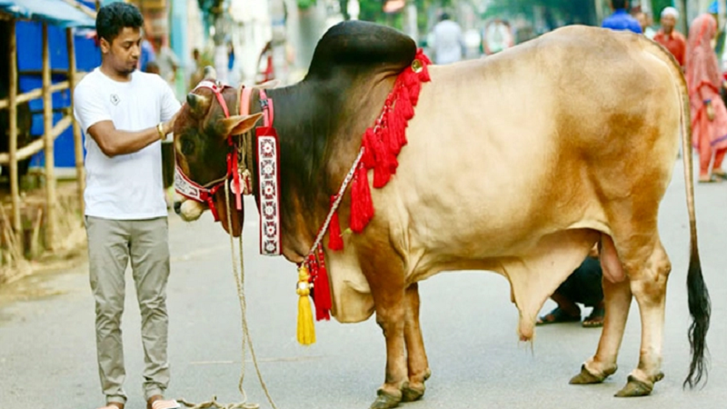 সারাদেশে ৯৯ লাখ ৫০ হাজার পশু কোরবানি