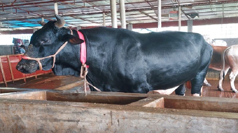 ফরিদগঞ্জে ৩৭ মণ ওজনের কালা বাবুর দাম ১৫ লাখ টাকা