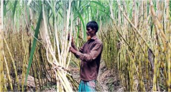 মতলব উত্তরে আখের ফলন ও দামে কৃষকের মুখে হাসি