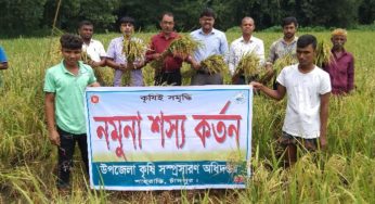 শাহরাস্তিতে ৩০ হেক্টর নিচু জমিতে আবাদ করে কৃষকের বাম্পার ফলন