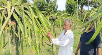 মতলবে ড্রাগন ফল চাষে নাসির ভান্ডারীর সাফল্য