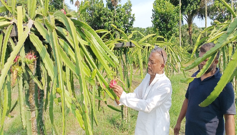 মতলবে ড্রাগন ফল চাষে নাসির ভান্ডারীর সাফল্য