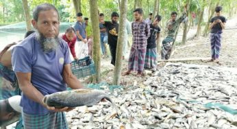 কচুয়ায় বিষ প্রয়োগে ১০ লাখ টাকার মাছ নিধন