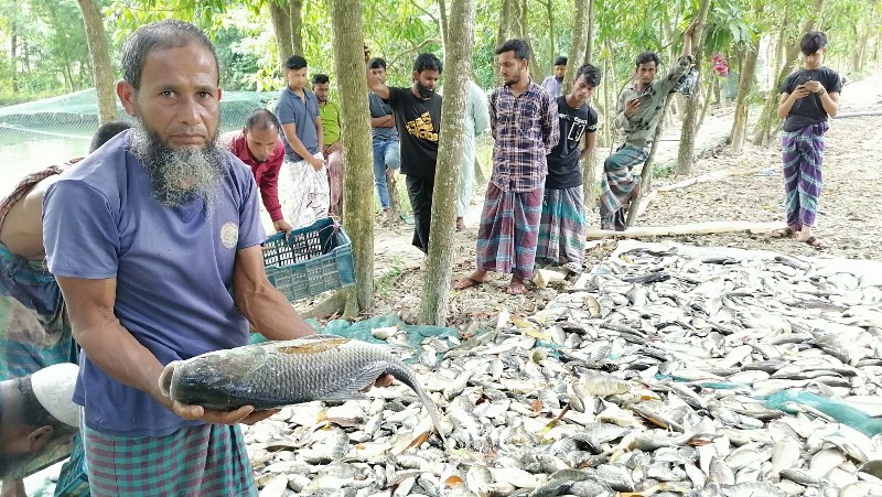 কচুয়ায় বিষ প্রয়োগে ১০ লাখ টাকার মাছ নিধন