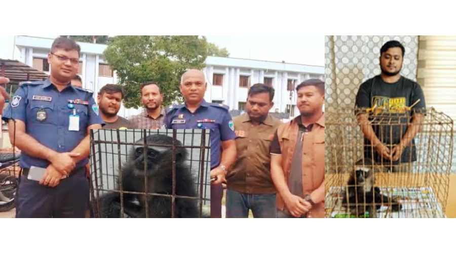 কুমিল্লায় মহাবিপন্ন অতিবিরল বন্যপ্রাণীসহ পাচারকারী আটক