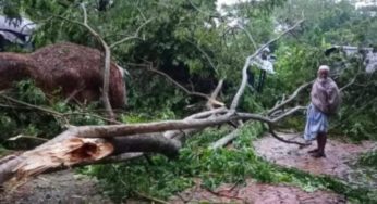 মতলবে গাছপালা ও ঘরবাড়ি ভেঙে ব্যাপক ক্ষয়ক্ষতি