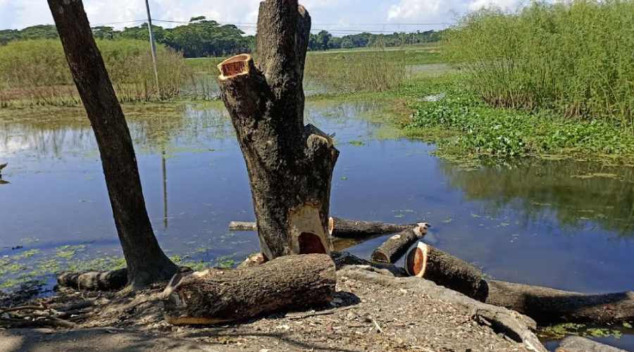 মতলব উপাদীতে সরকারি গাছ কেটে নিলেন ইউপি মেম্বার ও তার ভাই