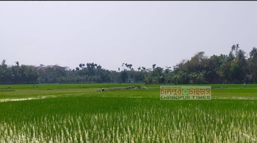 ফরিদগঞ্জে ফসলি জমি থেকে ড্রেজার দিয়ে মাটি কাটছে