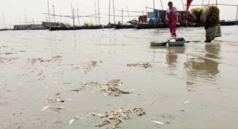 মতলবের মেঘনা নদীতে মরে ভেসে উঠছে মাছ