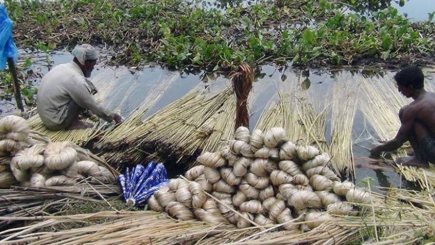 জাতীয় পাট দিবস আজ : পুরস্কার পাচ্ছেন ১১ ব্যক্তি ও প্রতিষ্ঠান