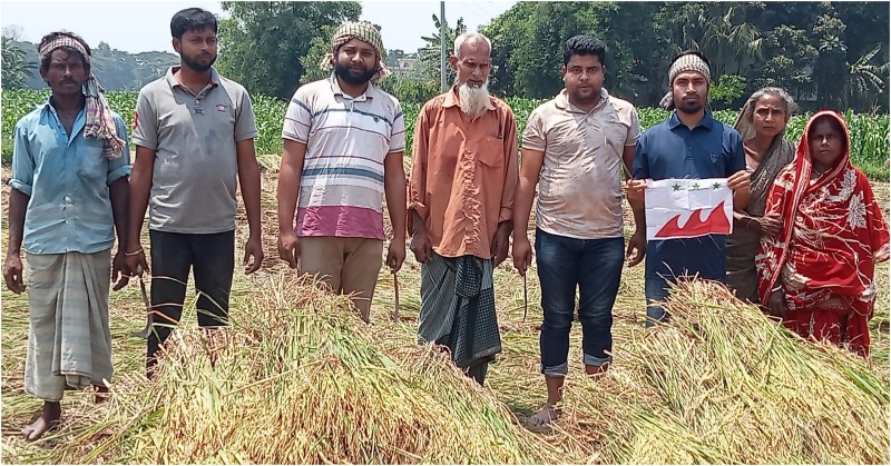 চাঁদপুরে ধান কেটে কৃষকের বাড়ি পৌঁছে দিল ছাত্রলীগ