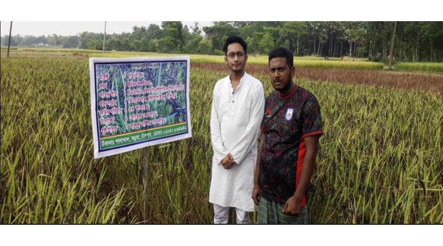 কচুয়ায় ব্ল্যাক রাইস চাষ করে তাক লাগিয়েছেন উদ্যোক্তা সোহেল দেওয়ান