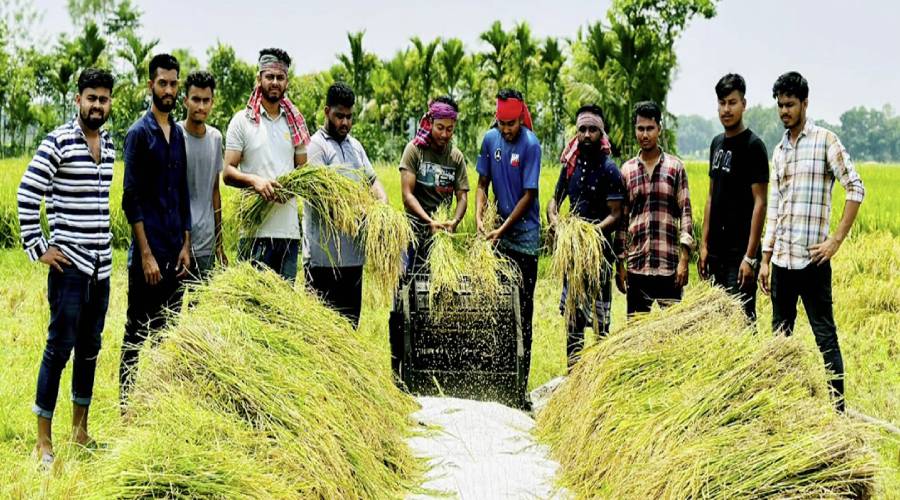 মতলব উত্তরে কৃষকের ১৩ শতক জমির ধান কেটে দিল ছাত্রলীগ