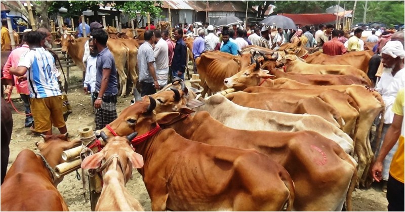 কচুয়া শুয়ারুল বাজারের গরু হাট জমে উঠেছে