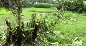 কচুয়ায় বিরোধের জেরে গাছ-গাছালি কেটে ফেলার অভিযোগ