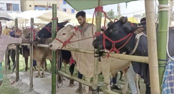 জমে উঠেছে মতলব উত্তরের কোরবানির পশুর হাট