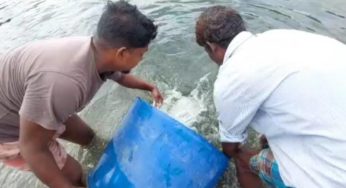 কচুয়ায় সুন্দরী খালে ১৫ হাজার রেনু পোনা অবমুক্তকরণ