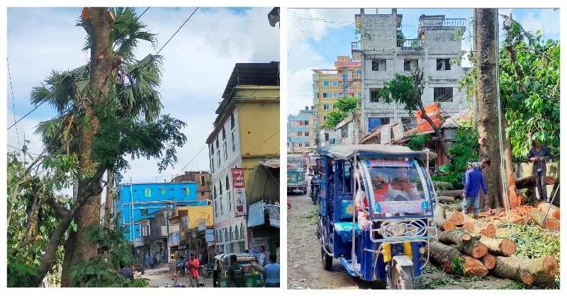 ফরিদগঞ্জে ঐতিহ্যবাহী তুলা তলির তুলা গাছ কেটে নিল পৌর কর্তৃপক্ষ