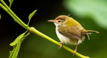 কচুয়ায় হারিয়ে যাচ্ছে দর্জি পাখি টুনটুনি