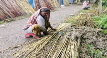 মতলব উত্তরে পাটের বাম্পার ফলন হলেও দামে  হতাশ কৃষকরা