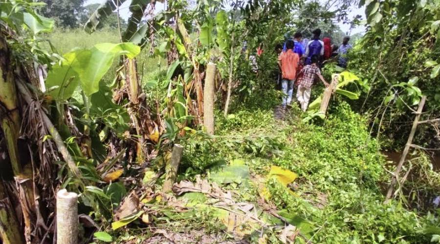 কচুয়ায় জোরপূর্বক গাছ-গাছালি কেটে ফেলার অভিযোগ