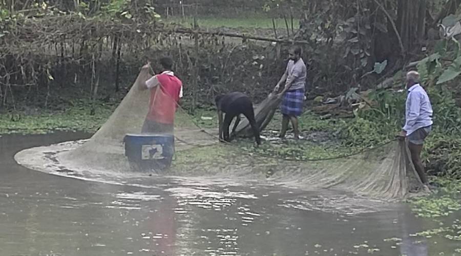 কচুয়ায় জোরপূর্বক পুকুরের মাছ ধরে বিক্রির অভিযোগ