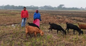 কচুয়ায় গাভী ও ছাগল পালন করে ২ হাজার পরিবার স্বাবলম্বী