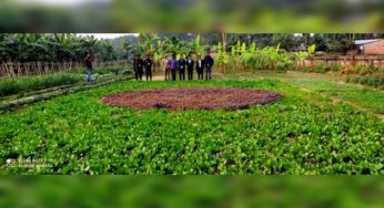 ক্ষেতে লাল সবুজের পতাকা ফুটিয়ে তুললেন কৃষক মিজানুর রহমান