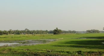 হাজীগঞ্জে ডাকাতিয়া নদীর তীরজুড়ে বোরোধানের চাষাবাদ