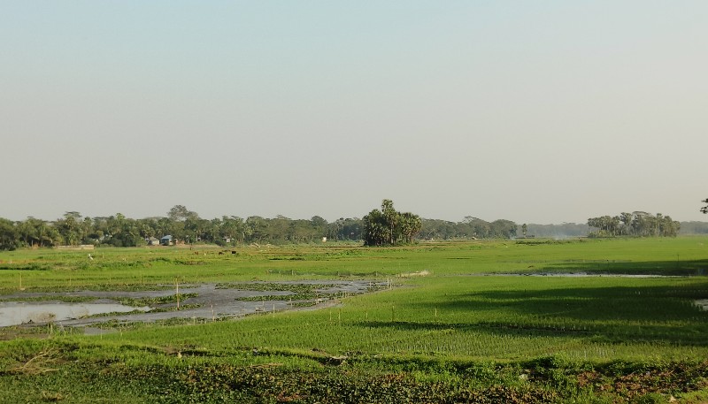 হাজীগঞ্জে ডাকাতিয়া নদীর তীরজুড়ে বোরোধানের চাষাবাদ