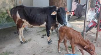 হাজীগঞ্জে চোরাই গরু উদ্ধারের দিনই থানার ভিতরে বাছুর প্রসব