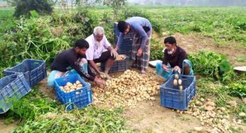 কুমিল্লায় গোমতীর চরে আলু তোলার ধুম