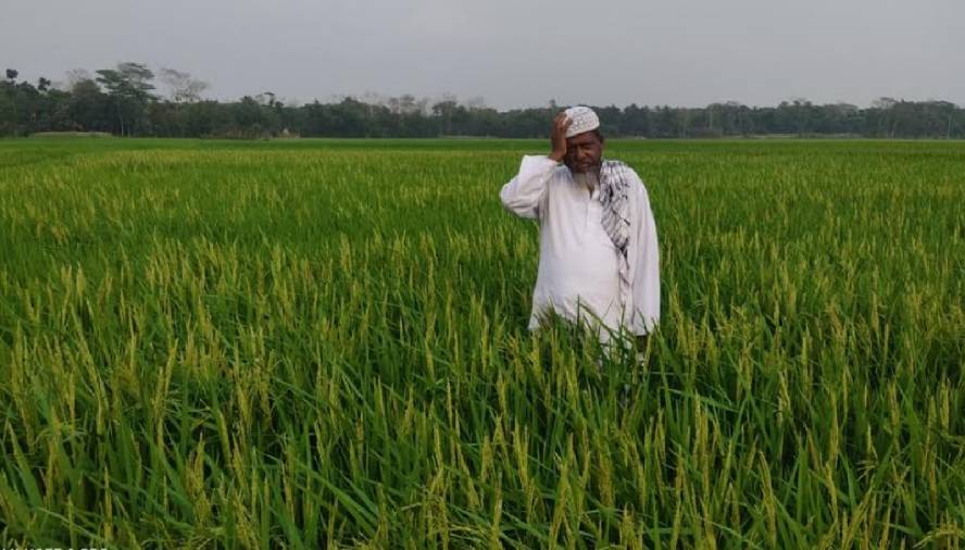 কচুয়ায় লোডশেডিংয়ের কারণে ইরি ধানের ফলন নিয়ে বিপাকে কৃষকরা