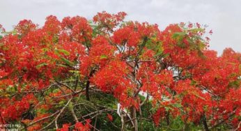 কচুয়ায় পথে-প্রান্তরে দৃষ্টিনন্দন কৃষ্ণচূড়া