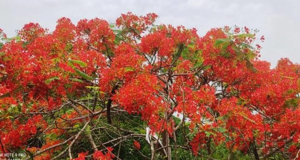 কৃষ্ণচূড়া