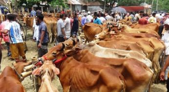 ঈদকে সামনে রেখে জমে উঠেছে কচুয়া শুয়ারুল বাজারের গরু হাট