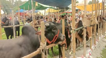 মতলব উত্তরে জমে ওঠেনি কোরবানির পশুর হাট