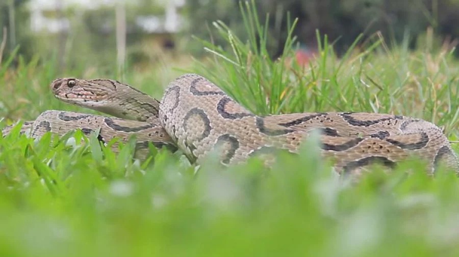 মতলব উত্তরে বেড়েছে রাসেলস ভাইপারের উপদ্রব, আতঙ্কে চরবাসী