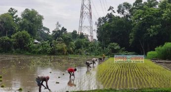 কচুয়ায় আউশ ধান চাষে ব্যস্ত কৃষকরা