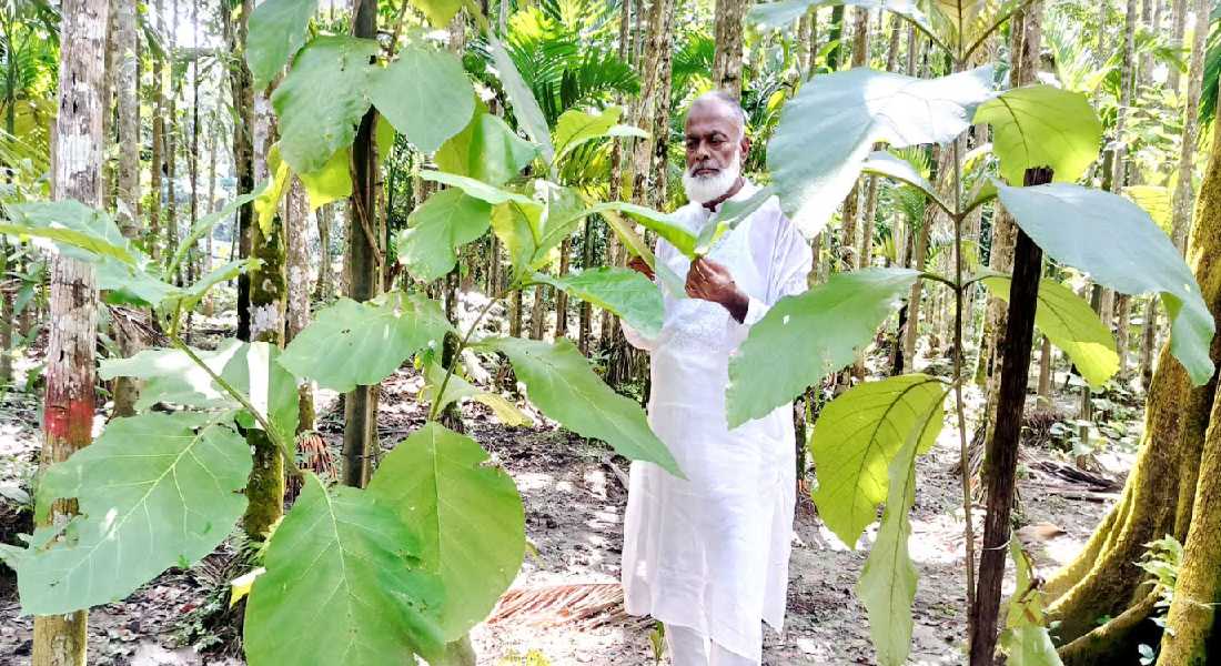 বৃক্ষের প্রেমে মাতোয়ারা মুক্তিযোদ্ধা দেলোয়ার