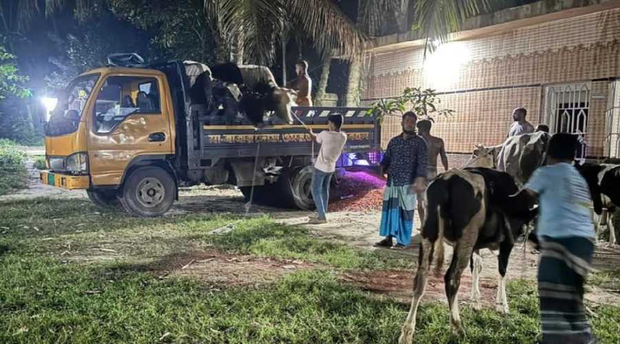 শাহরাস্তিতে চুরি হওয়া ১৪টি গরু নাঙ্গলকোট থেকে উদ্ধার