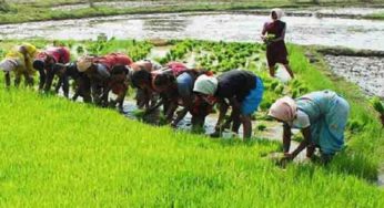 হাজীগঞ্জ-শাহরাস্তি-কচুয়ায় এবার ব্যাপক রবিফসলের উৎপাদন ও চাষাবাদ লক্ষ্যমাত্রা নির্ধারণ