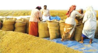 আমন মৌসুমে ১০ লাখ টন ধান-চাল সংগ্রহ করবে সরকার