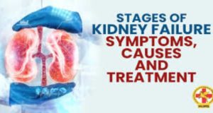 kidney