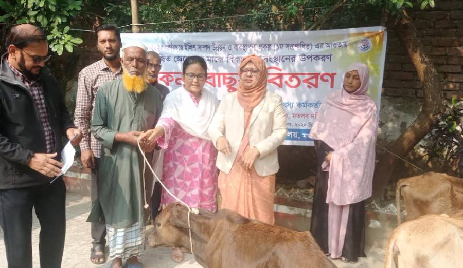 মতলব দক্ষিণে নিবন্ধিত জেলেদের মাঝে বকনা বাছুর বিতরণ